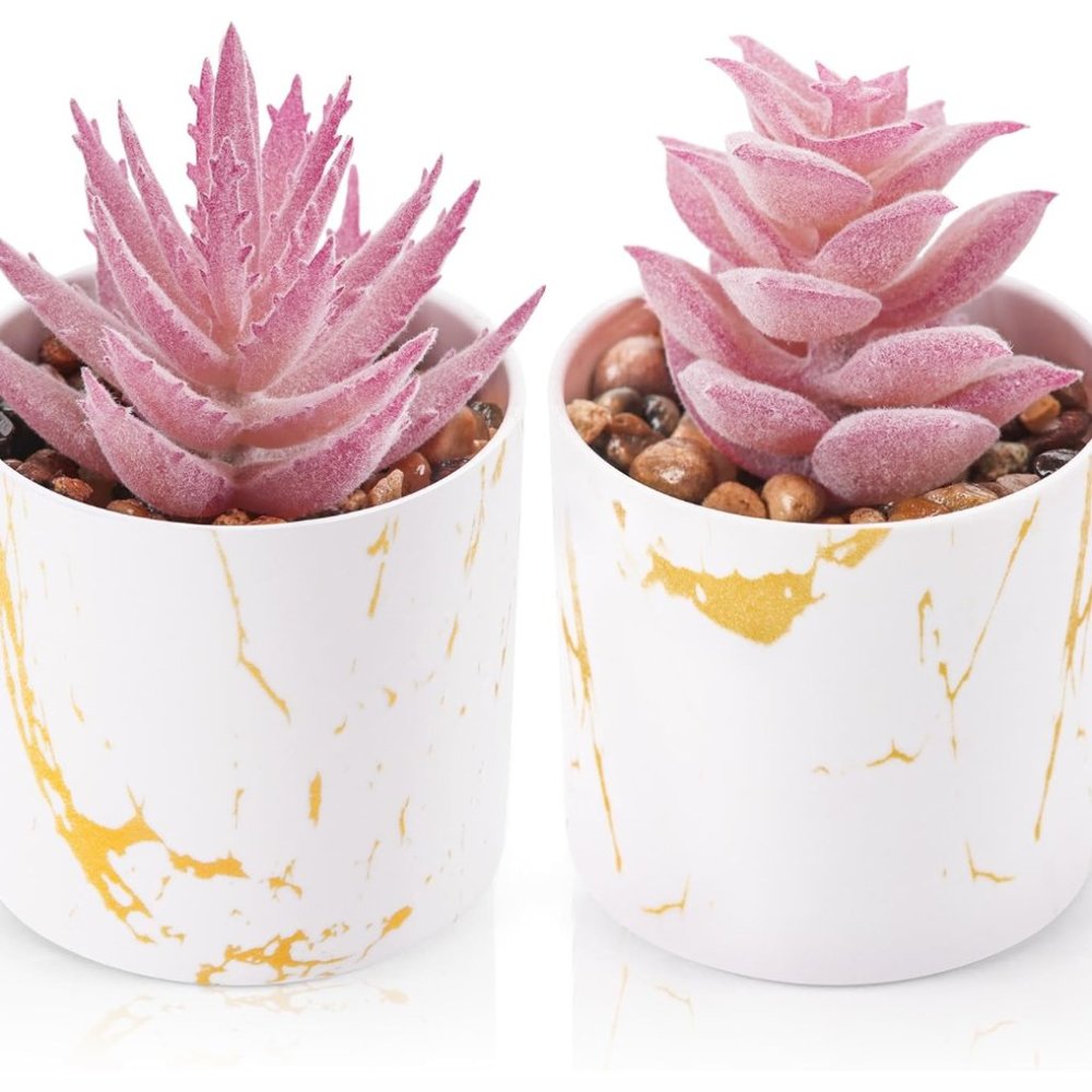 2 Plants Succulents Beautiful Home Decor